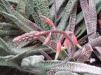 vetplanten Gasteria verrucosa, Ophalen, Vetplant