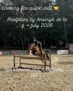 Drachtig 9jarig springpaard te koop. Snelle afhandeling, Animaux & Accessoires, Chevaux, M, Avec pedigree, Cheval de saut, 170 à 175 cm