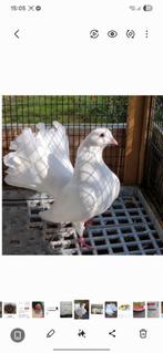 Superbe couple queue de paon de Rouen X queue fantail Anglai, Dieren en Toebehoren, Vogels | Duiven, Meerdere dieren, Overige soorten