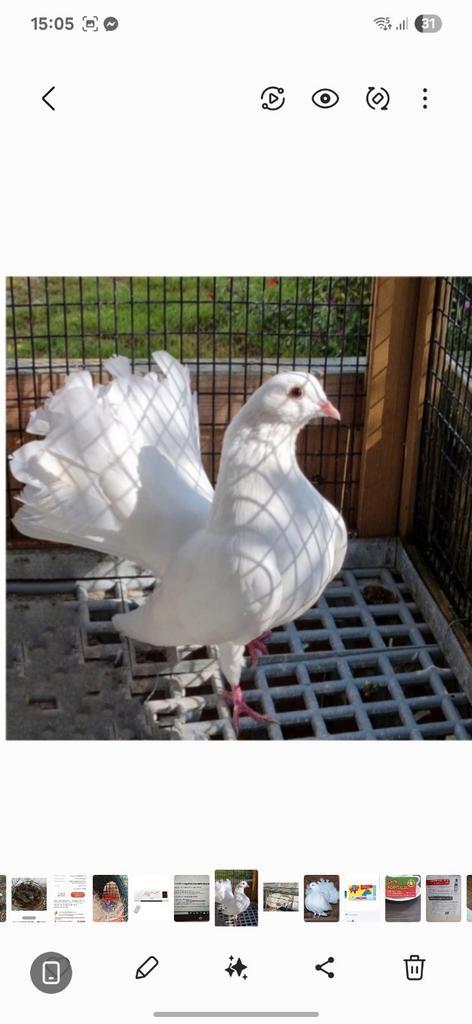 Superbe couple queue de paon de Rouen X queue fantail Anglai, Dieren en Toebehoren, Vogels | Duiven, Overige soorten, Meerdere dieren