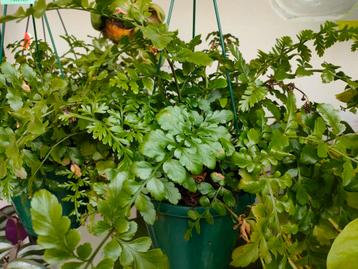 Asplenium Parvati beschikbaar voor biedingen