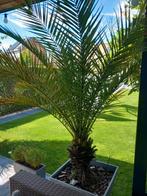 Palmboom in pot, Tuin en Terras, Planten | Bomen, Ophalen, In pot, Palmboom