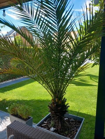 Palmboom in pot, Enlèvement, En pot, Palmier