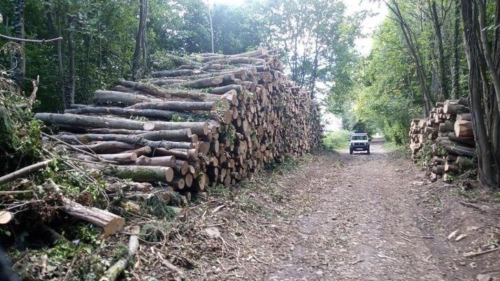 GRUMES DE FRÊNES, Tuin en Terras, Brandhout, Stammen, Essenhout, 6 m³ of meer, Ophalen