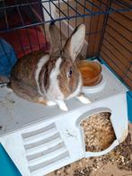 Lapin nain avec cage, nourriture, foin, litière, Animaux & Accessoires, Enlèvement