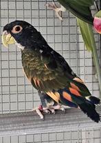 Koppel mutatie Bronsvleugel, Dieren en Toebehoren, Vogels | Parkieten en Papegaaien, Meerdere dieren, Papegaai, Geringd