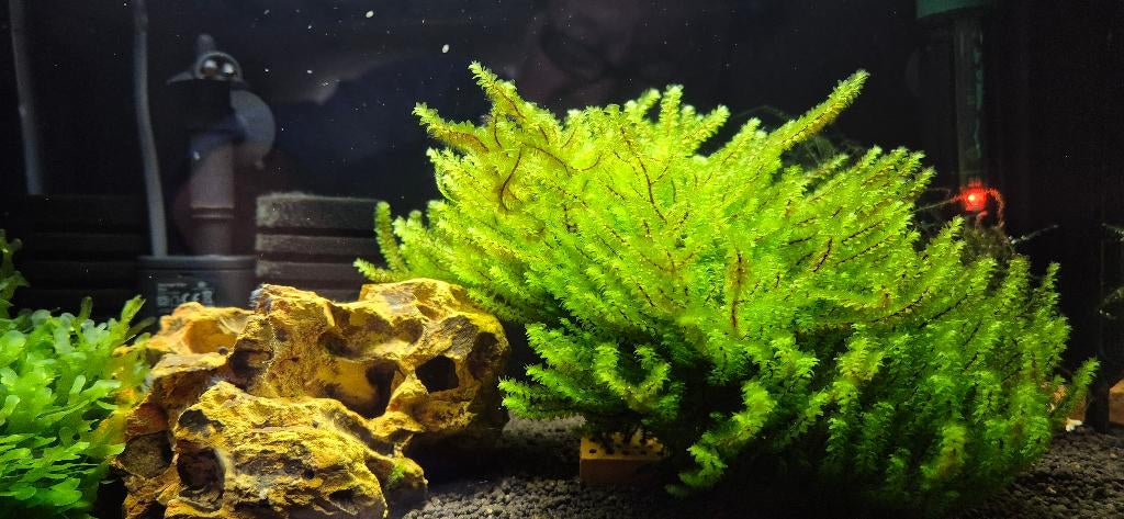 aquarium mos, Dieren en Toebehoren, Vissen | Aquaria en Toebehoren, Nieuw, Plant(en), Steen of Hout, Ophalen of Verzenden