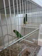 Oiseaux perruche, Dieren en Toebehoren, Parkiet