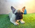 Prachtige Franse Bulldog Pup, Dieren en Toebehoren, Honden | Bulldogs, Pinschers en Molossers, België, Fokker | Hobbymatig, Reu
