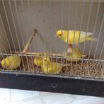 Canaris malinois, Animaux & Accessoires, Oiseaux | Canaris, Femelle, Canari chanteur