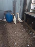 Laatste 2 indische loopeenden, Plusieurs animaux, Canard