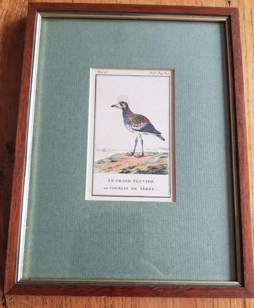 Antiek Frans ingelijst vogel ets / gravure, Grote Plevier, Antiek en Kunst, Kunst | Etsen en Gravures, Ophalen of Verzenden