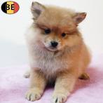 Keesjes - Belgische pups te koop, Dieren en Toebehoren, België, CDV (hondenziekte), 8 tot 15 weken, Meerdere