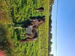 Shetlander hengst, Dieren en Toebehoren, Pony's, Gechipt, 0 tot 2 jaar, Hengst, A pony (tot 1.17m)