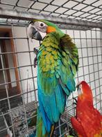 Sharlygold ara, Dieren en Toebehoren, Vrouwelijk, Papegaai, Geringd