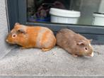 Jonge cavia’s, Dieren en Toebehoren, Cavia, Tam