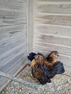 Antwerpse baardkriel koppel 2025, Dieren en Toebehoren, Meerdere dieren, Kip