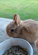 Kleurdwerg  (7 wk), Dieren en Toebehoren, Mannelijk, Dwerg, 0 tot 2 jaar