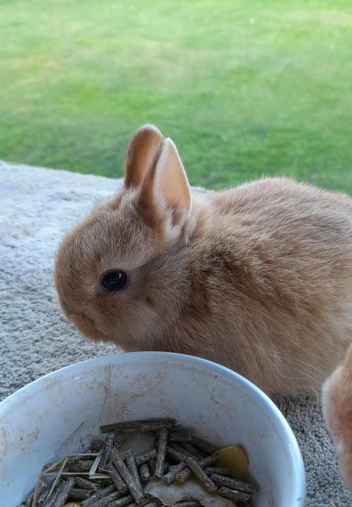 Kleurdwerg  (7 wk), Dieren en Toebehoren, Konijnen, Dwerg, Mannelijk, 0 tot 2 jaar