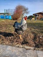 1 coq Wyandotte 1coq cream legbar 1 coq pekin, Jardin & Terrasse, Moins de 200 cm, Comme neuf, Enlèvement, Bois