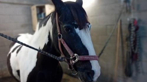 Verzorg paard gezocht, Dieren en Toebehoren, Paarden