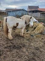 Mooie Irish cob hengst super braaf geen hengsten streken, Dieren en Toebehoren, Pony's, Hengst