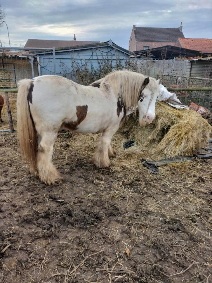 Mooie Irish cob hengst super braaf geen hengsten streken, Dieren en Toebehoren, Pony's, Hengst