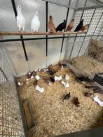 duiven, tuimelaars, kapucijn pauwstaarten krul, Meerdere dieren, Overige soorten