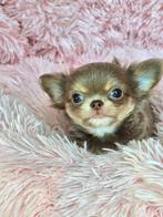 Chihuahua pup, CDV (hondenziekte), België, Fokker | Hobbymatig, Reu
