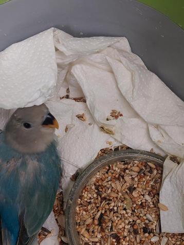 Roseicollie baby handtam  beschikbaar voor biedingen