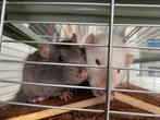 Ratjes, Dieren en Toebehoren, Mannelijk, Tam