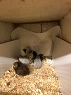 Chinese dwergkwartel, Dieren en Toebehoren