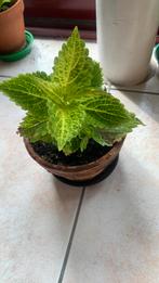 Siernetel in terra cotta pot, Ophalen