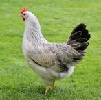 Kippen Zilverhals jonge hennen beschikbaar, Dieren en Toebehoren, Pluimvee, Vrouwelijk, Kip