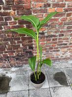 Canna / bloemriet rode bloem, Tuin en Terras, Planten | Tuinplanten, Ophalen