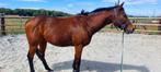 6 jarige leuk volbloed ruin, Dieren en Toebehoren, Paarden, Gechipt, Ruin, 3 tot 6 jaar, L