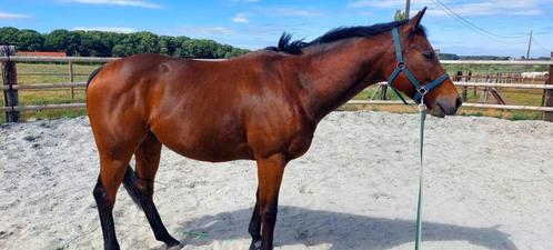 6 jarige leuk volbloed ruin, Dieren en Toebehoren, Paarden, Ruin, B, 160 tot 165 cm, 3 tot 6 jaar, Recreatiepaard, Met stamboom