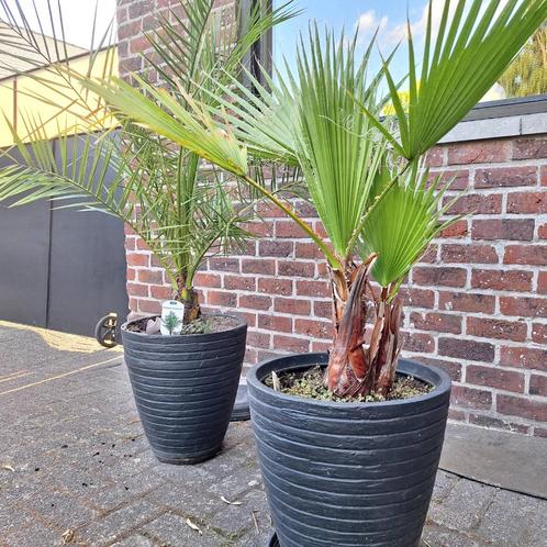 2 Palmboompjes, Huis en Inrichting, Kamerplanten, Palm, 100 tot 150 cm, In pot, Ophalen