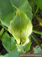 Zantedeschia aethiopica Green Goddes, Tuin en Terras, Planten | Tuinplanten, Vaste plant, Halfschaduw, Zomer, Ophalen