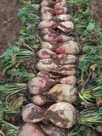 Voederbieten Hand gerooid, Zakelijke goederen, Ophalen