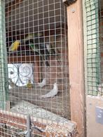 Roodruggen, Plusieurs animaux, Perruche, Bagué