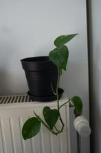 Pothos, scindapsus, groene plant binnen, nieuwe pot, Huis en Inrichting, Kamerplanten, Overige soorten, Minder dan 100 cm, Halfschaduw