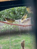 Jonge kanaries 2025 8 stuk, Dieren en Toebehoren, Vogels | Kanaries, Meerdere dieren