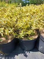 Bontbladige sierheesters / Euonymus fortunei ´Emerald Gold´, Tuin en Terras, Ophalen, Overige soorten, Haag, Minder dan 100 cm