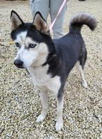 siberische husky, Dieren en Toebehoren, CDV (hondenziekte), Meerdere, Poolhond, Teef