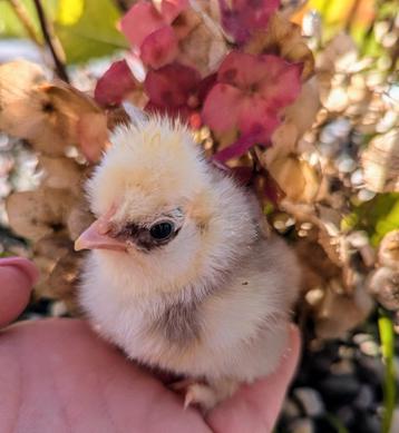 Kuikens usa zijdehoen zijdehoenders kippen  beschikbaar voor biedingen