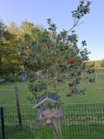 hulst boom, Ophalen