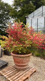 Planten, Tuin en Terras, Planten | Bomen, Ophalen