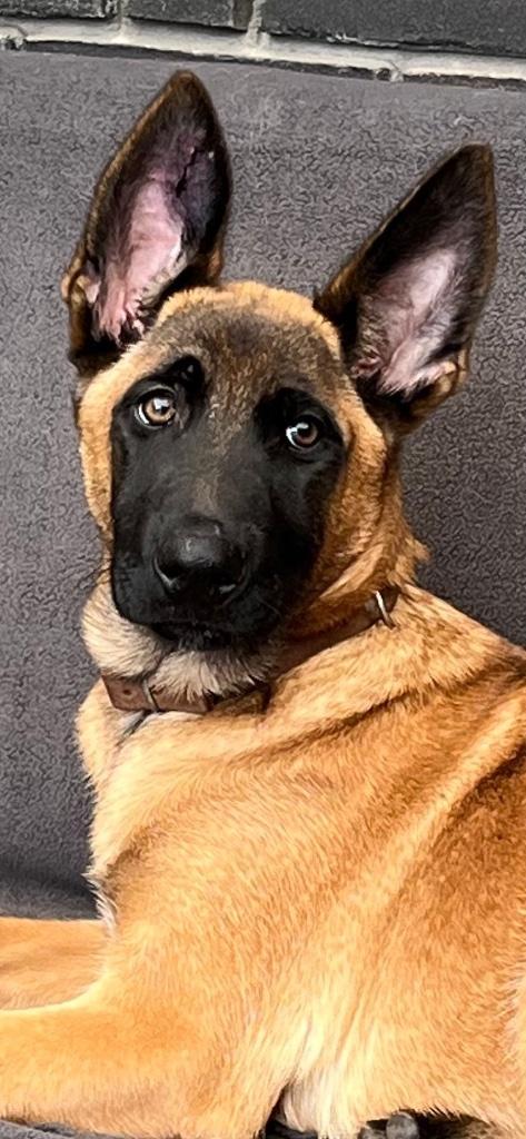 Mechelse herder, Dieren en Toebehoren, Honden | Herdershonden en Veedrijvers, Reu, Herder, Fokker | Hobbymatig, Meerdere, België