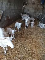 Schapen met lammeren, Dieren en Toebehoren, Schapen, Geiten en Varkens